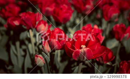 Red and White Tulips Blooming in Park Alley Red and White Tulips Blooming in Park Alley 129998378