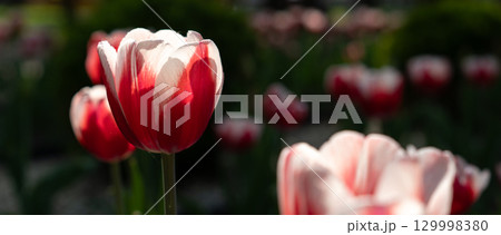 Close-Up of Red and White Tulip Bloom Close-Up of Red and White Tulip Bloom 129998380
