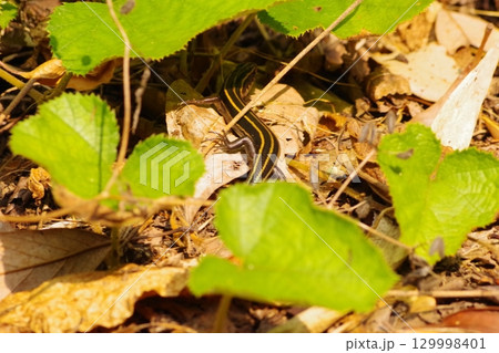 枯れ葉の中のトカゲ 129998401