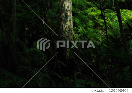 木漏れ日に映える苔むす森 木漏れ日に映える苔むす森 129998402