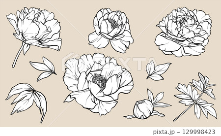 Peony line art vector set. eps10. Flower drawing in line art style. Floral Line Art. Peony sketch painted by black inks. Bouquet engraving for wedding invitations, save the date card and coloring page Peony line art vector set. eps10. Flower drawing in line art style. Floral Line Art. Peony sketch painted by black inks. Bouquet engraving for wedding invitations, save the date card and coloring page 129998423