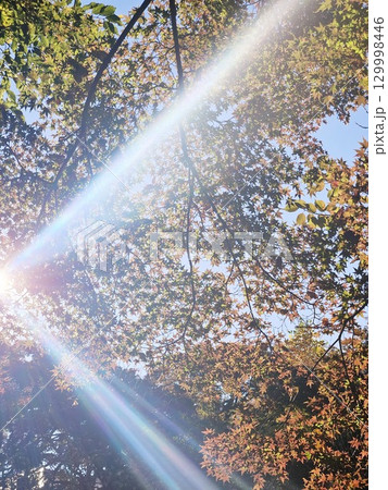 紅葉の隙間から 129998446