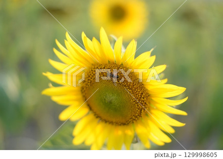 close-up of a sunflower with a bee on it. the edges of the image are blurred. close-up of a sunflower with a bee on it. the edges of the image are blurred. 129998605