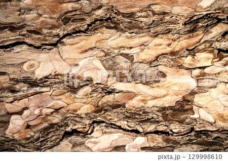 landscape background texture of a tree 129998610