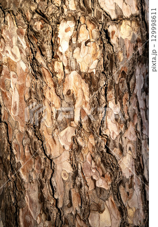 landscape background texture of a tree 129998611