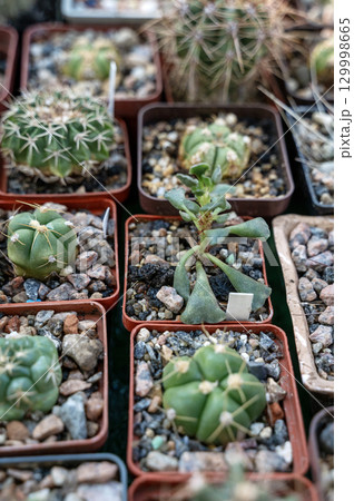 small cacti in pots 129998665