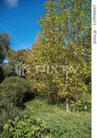 A tree in a forest 129998667