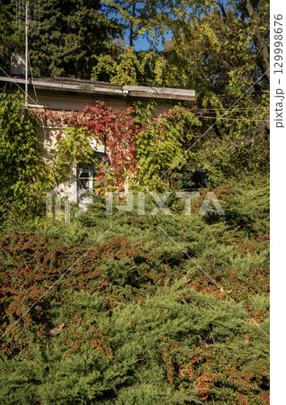 A large tree in a forest 129998676