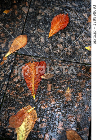 yellow chestnut leaves lie on a stone path yellow chestnut leaves lie on a stone path 129998693