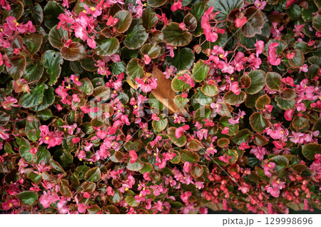 A close up of a flower 129998696