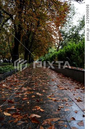 A large tree in a city 129998698
