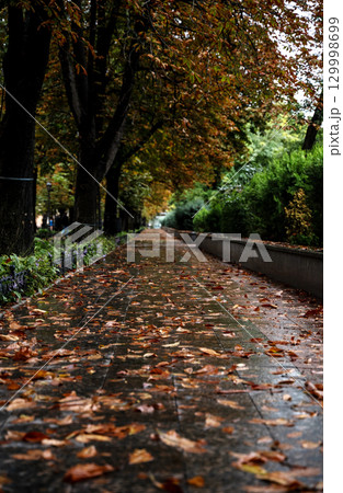 A large tree in a city 129998699
