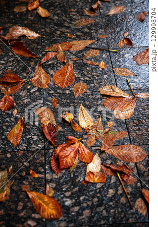 yellow chestnut leaves lie on a stone path 129998704