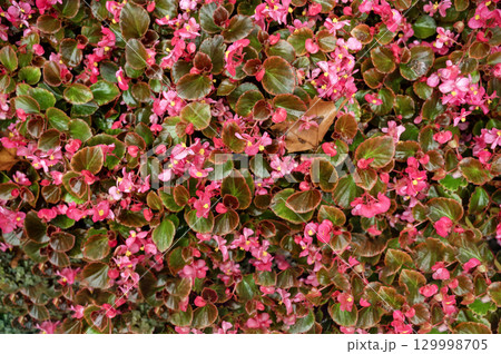 A close up of a flower garden A close up of a flower garden 129998705