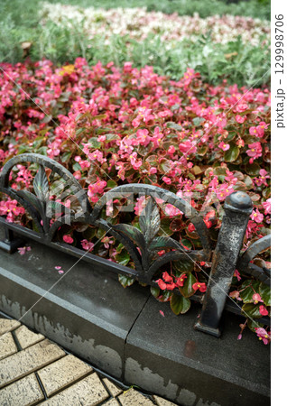 flower club with iron fence 129998706