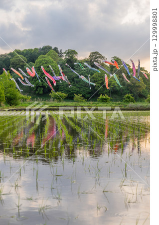 千葉県香取市 橘ふれあい公園 水面に映る鯉のぼり 千葉県香取市 橘ふれあい公園 水面に映る鯉のぼり 129998801