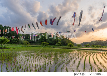 千葉県香取市 橘ふれあい公園 鯉のぼりと夕焼け 千葉県香取市 橘ふれあい公園 鯉のぼりと夕焼け 129998860