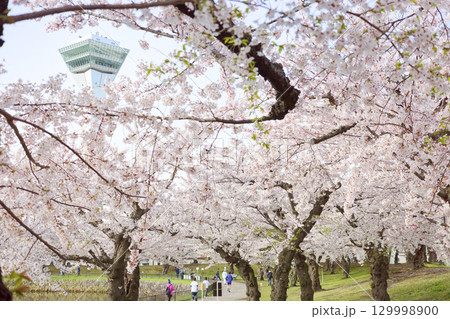 五稜郭タワーと桜 129998900
