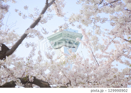 五稜郭タワーと桜 129998902