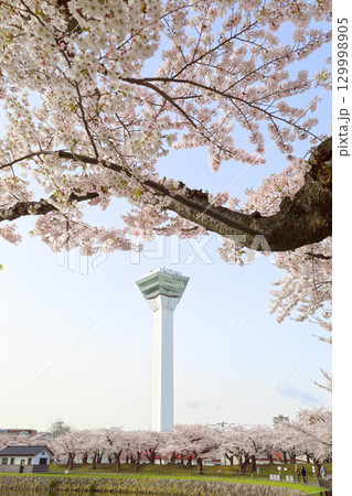 五稜郭タワーと桜 129998905