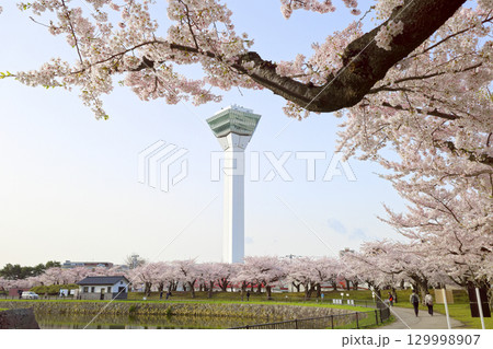 五稜郭タワーと桜 129998907