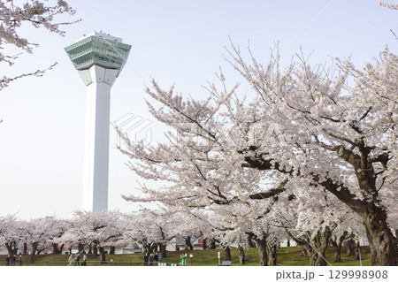 五稜郭タワーと桜 五稜郭タワーと桜 129998908