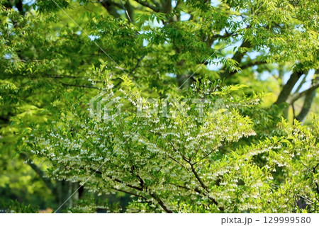 爽やか　エゴノキの花 129999580