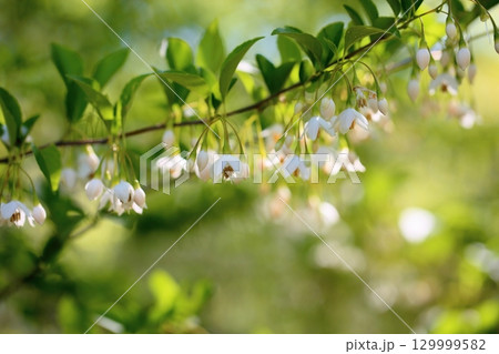 爽やか　エゴノキの花 129999582