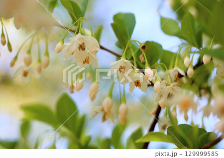 爽やか　エゴノキの花 129999585