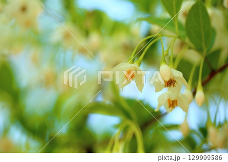 爽やか エゴノキの花 爽やか エゴノキの花 129999586