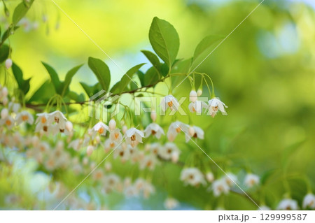 爽やか　エゴノキの花 129999587
