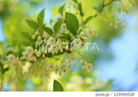 爽やか　エゴノキの花 129999589