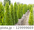 栽培される針葉樹 129999669