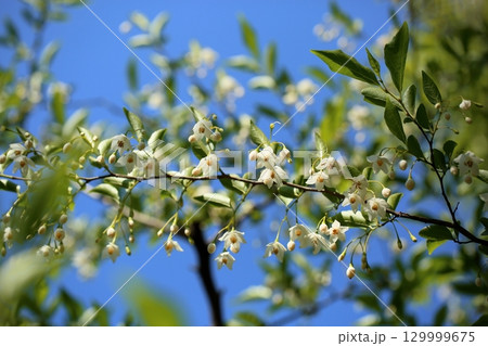 爽やか　エゴノキの花 129999675