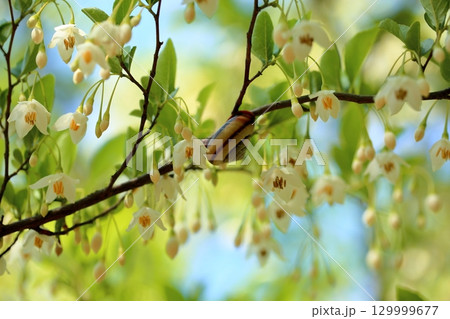 爽やか　エゴノキの花 129999677