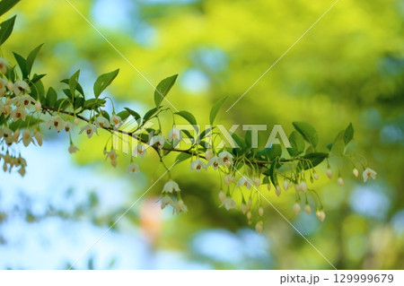 爽やか　エゴノキの花 129999679