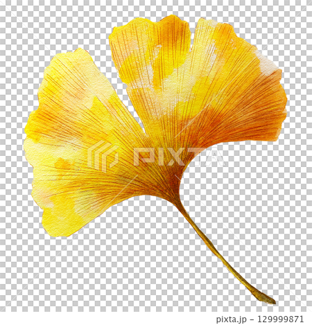 Yellow ginkgo leaves Autumn leaves illustration Cutout material 129999871