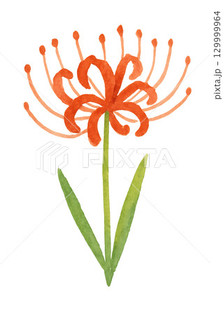 彼岸花の水彩イラスト 赤い花 秋の季節素材 129999964