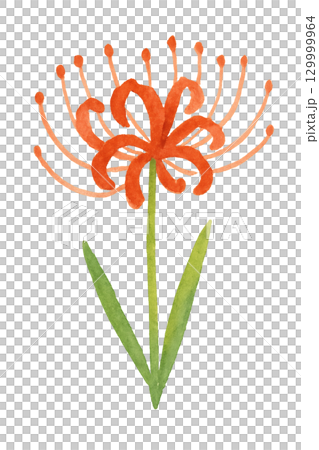 Watercolor illustration of red spider lilies, autumn season material 129999964