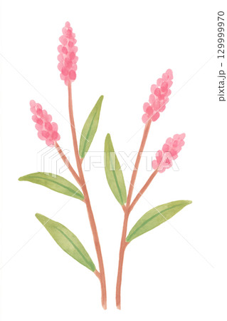 イヌタデの水彩イラスト ピンクの小さな花 129999970