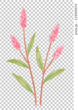 イヌタデの水彩イラスト ピンクの小さな花 129999970