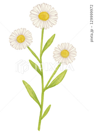 白いヒメジョオンの水彩イラスト 野草の花素材 129999972