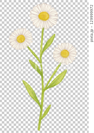 白いヒメジョオンの水彩イラスト 野草の花素材 129999972