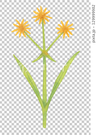 Watercolor illustration of Cyperus serrata, yellow flowers and leaves 129999982