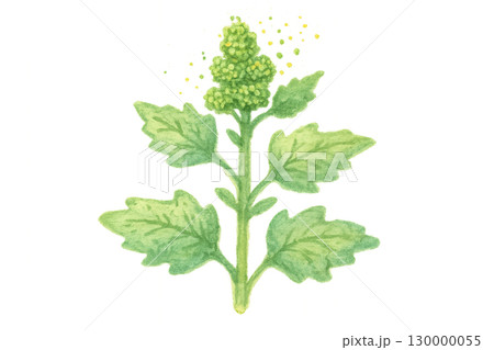 ホウレンソウ科の若葉とつぼみ 水彩イラスト ホウレンソウ科の若葉とつぼみ 水彩イラスト 130000055