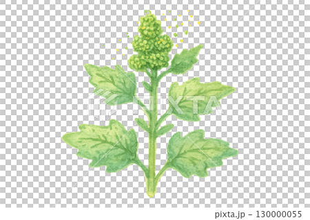 ホウレンソウ科の若葉とつぼみ 水彩イラスト ホウレンソウ科の若葉とつぼみ 水彩イラスト 130000055