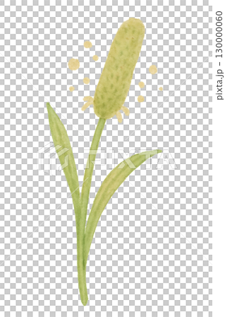 Timothy grass ears and leaves watercolor illustration 130000060