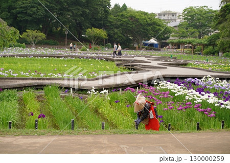 日本の横須賀しょうぶ園のカラフルしょうぶの花、あやめ。7月初夏。 130000259