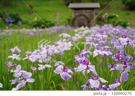 日本の横須賀しょうぶ園のカラフルしょうぶの花、あやめ。7月初夏。 130000270