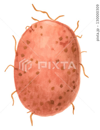 赤い皮のじゃがいも 水彩イラスト PNG透過背景 130000309